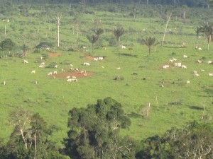 Grasslands replaced the Amazon rainforest in Brasil Novo, a municipality in the Xingú River basin, where the giant Belo Monte hydroelectric dam is being built. Low-productivity stock-raising, with just one or two animals per hectare, is the big factor in deforestation and soil degradation in the region, and the government’s goal is to recover just one-fourth of the area degraded by this activity. Credit: Mario Osava/IPS